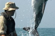 Why save dolphins?