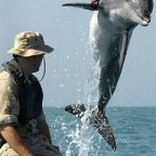 Why save dolphins?
